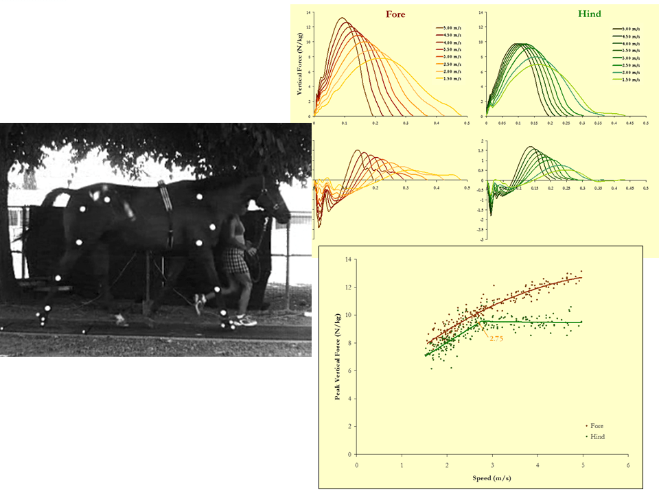 horse biomech2
